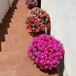 Amecasa * Augusta