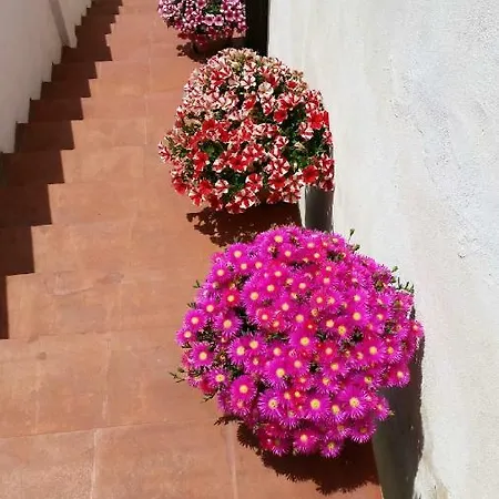 Amecasa * Augusta